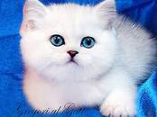 Кошки, котята Британская короткошерстная, Фото