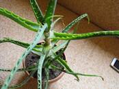 Домашние растения Алое, цена 500 рублей, Фото