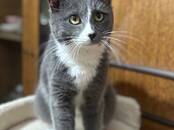 Кошки, котята Восточная короткошерстная, Фото